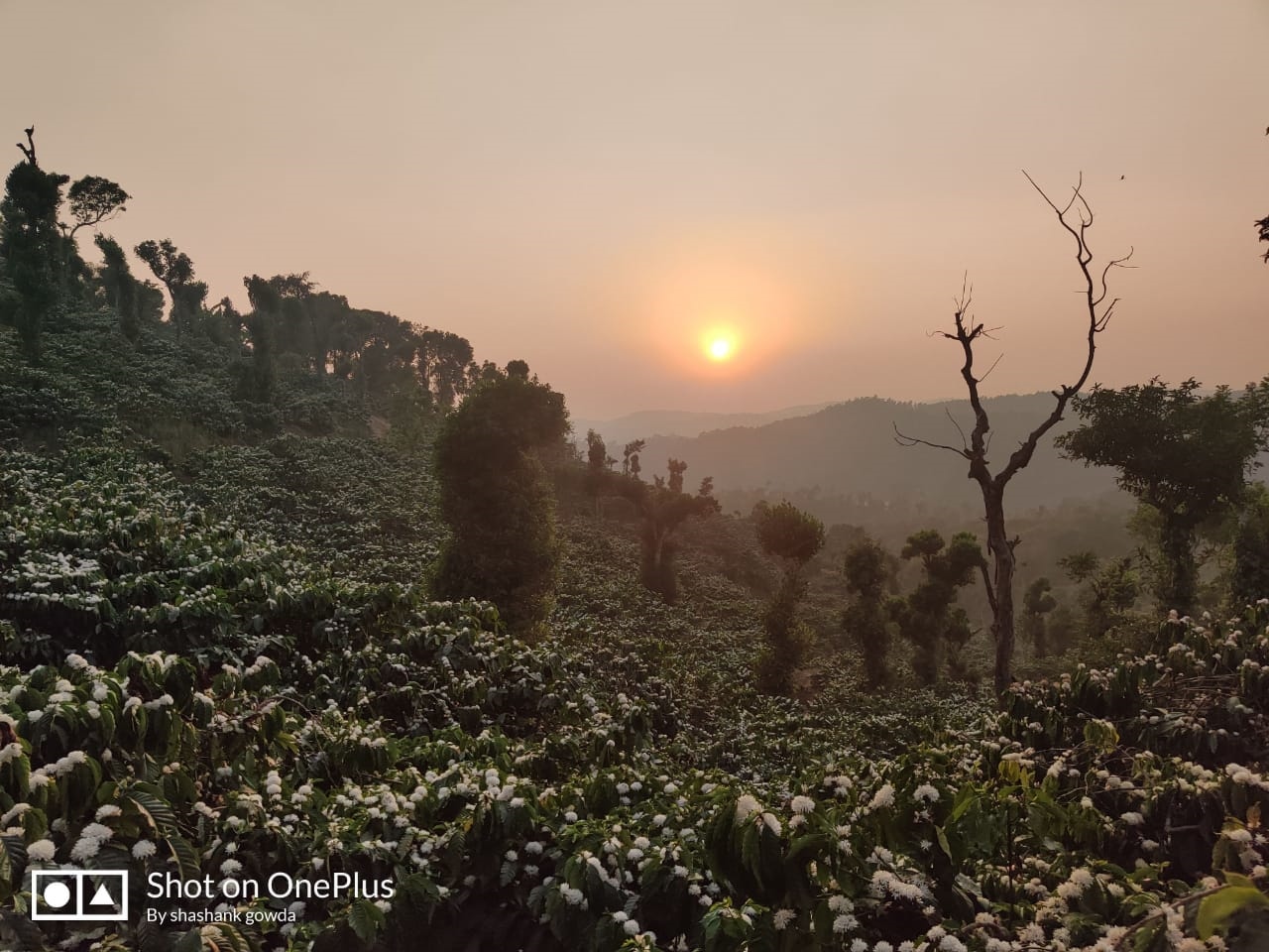 18 acres of coffee estate in sakleshpur