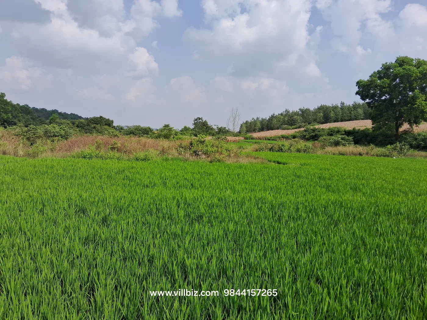 20 Acres Agricultural Land Near Bangalore–Mangalore Highway, Hassan