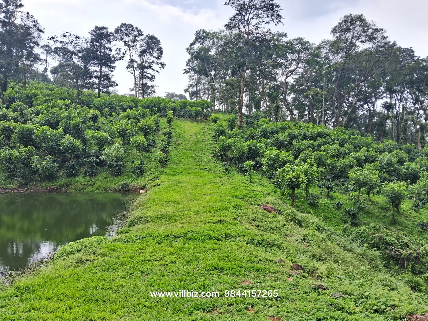 18 Acres Premium Coffee Estate for Sale in Sakleshpur – Prime Investment Opportunity
