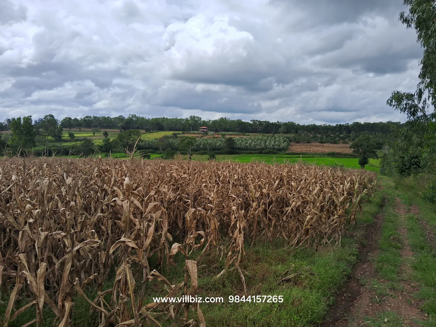 4 Acres Premium Agricultural Land for Sale in Belur – Near Sakleshpur Road