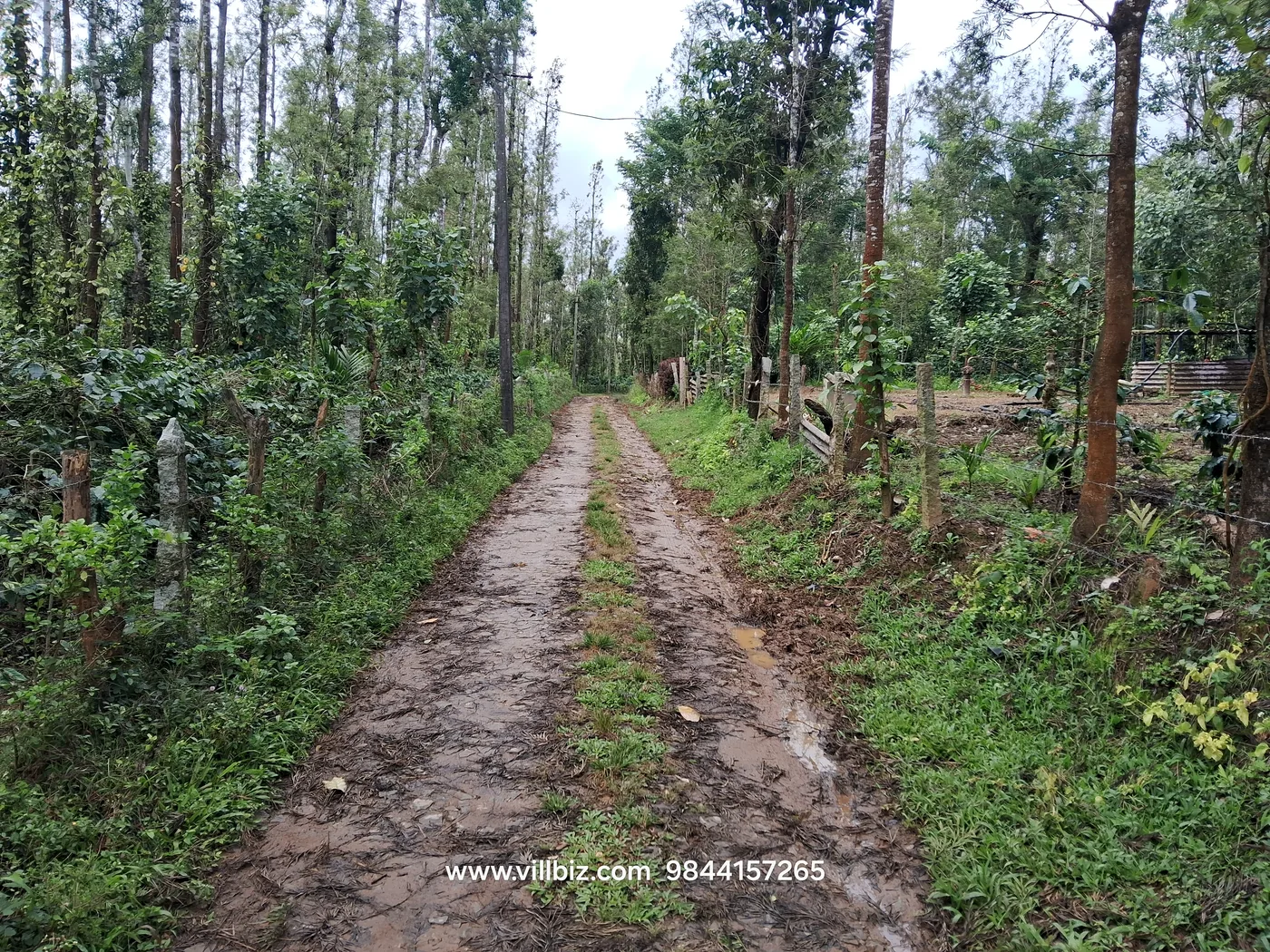 2-acre premium coffee plantation for sale between Sakleshpur and Belur, Karnataka