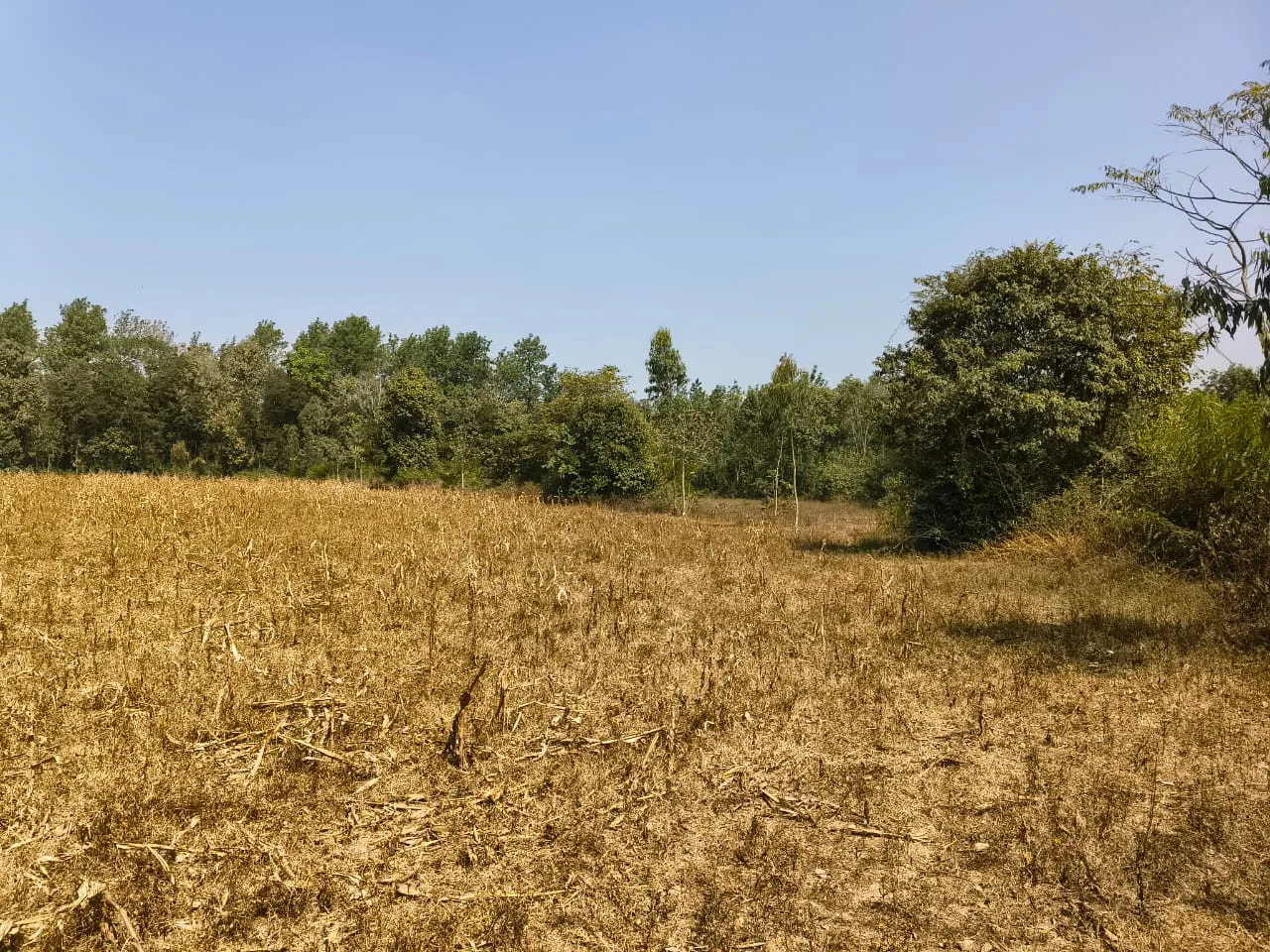 3 Acres Flat Agricultural Land for Sale Near State Highway | Belur–Sakleshpur–Hassan