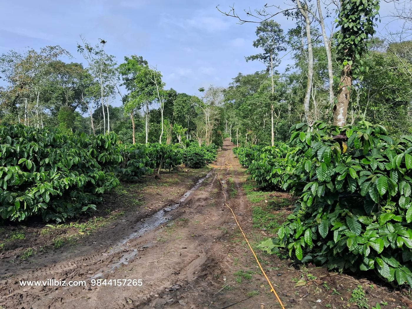 33 Acres Premium Coffee Plantation for Sale | Near Hassan–Sakleshpur–Belur | Ready Estate