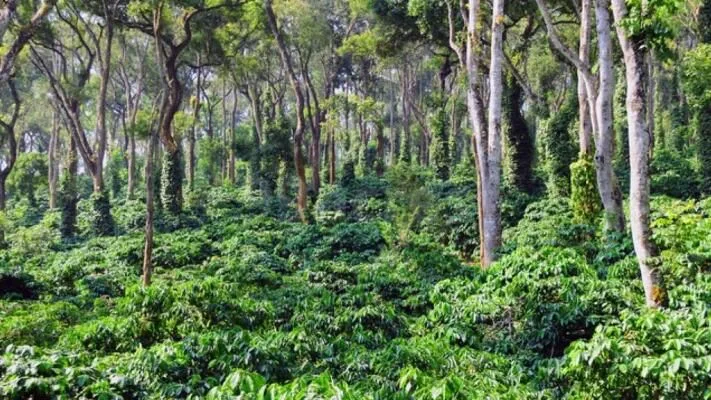 5.5 Acres Scenic Coffee Estate for Sale in Coorg Near Kushalnagar (Cauvery River Vicinity)