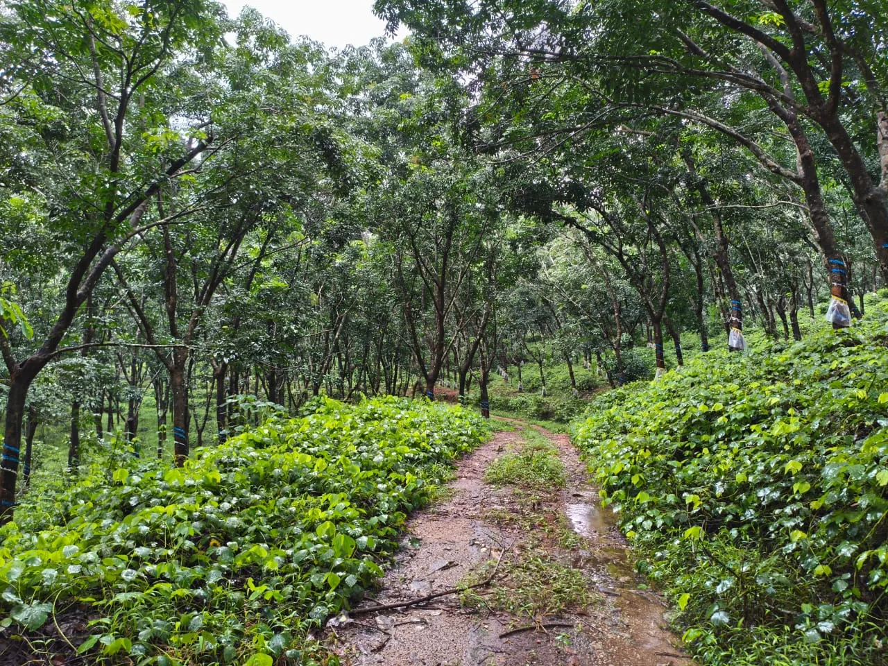 300 Acres High-Yield Rubber Plantation for Sale in Hebri – 58,000 Trees | Strong Annual Profit