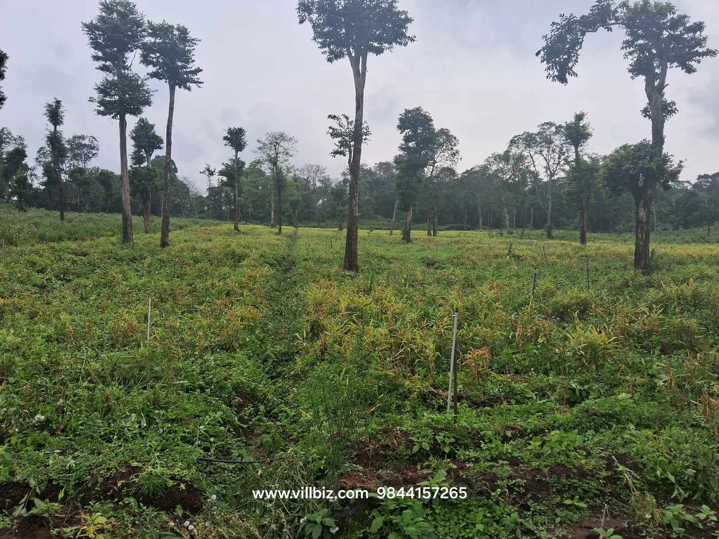 27 Acres Scenic Agricultural Land for Sale Between Hassan & Sakleshpur | Ideal for Coffee, Resort & Farming