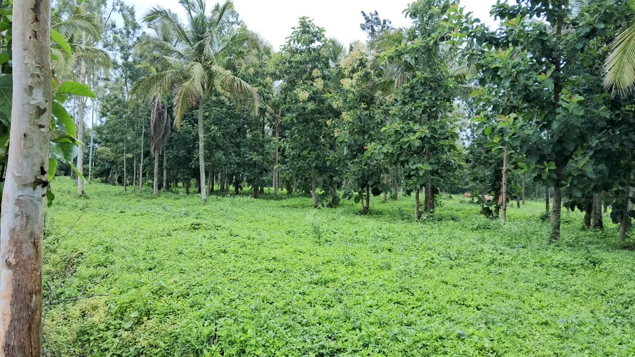 12 Acres Yagachi River Touch Farm Land For Sale Near Hassan (Alur Road)  Lake Touch  2 Borewells