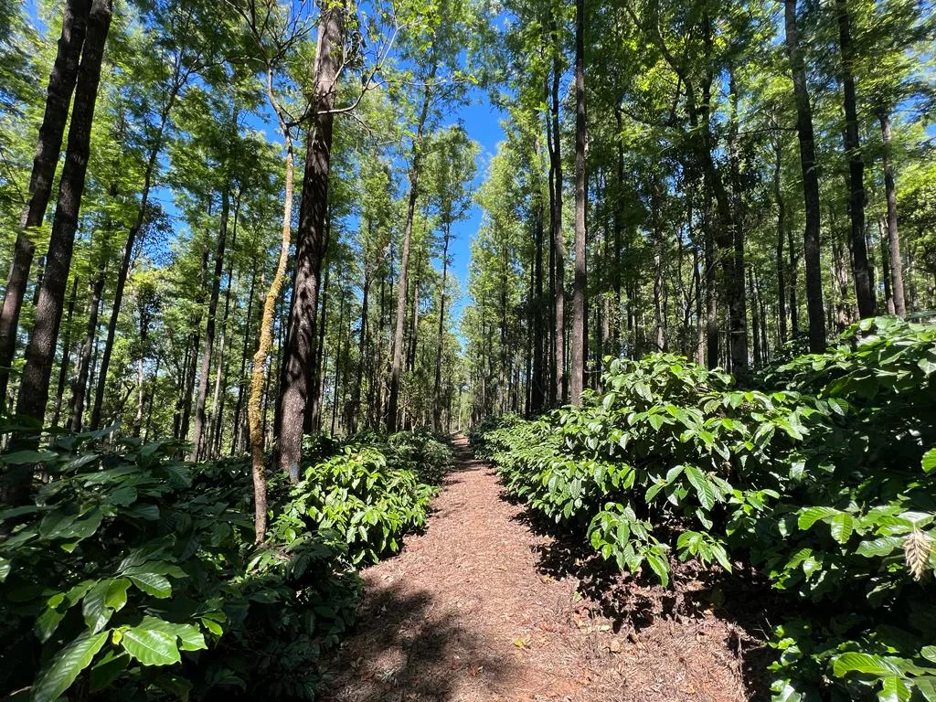 8 Acre Robusta Coffee Estate For Sale In Chikmagalur  Stream Flow  Hill View (4800 Ft)