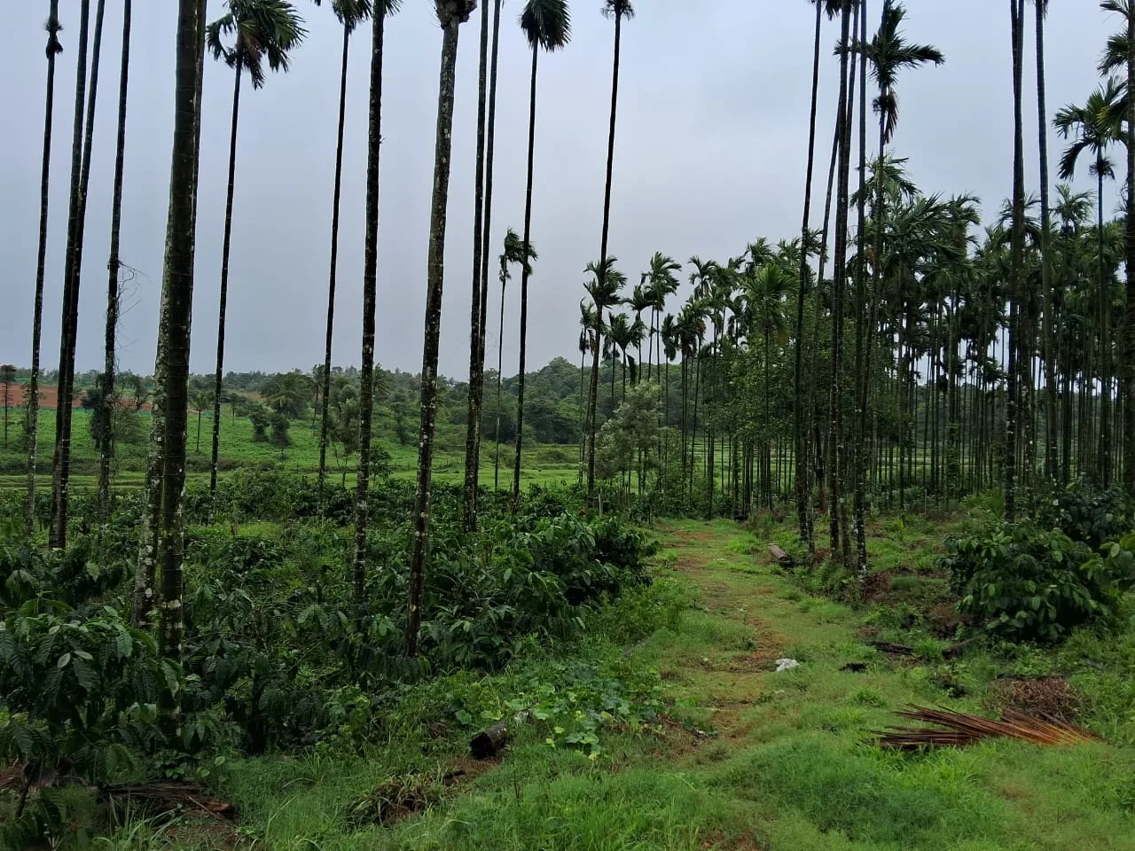 7 Acres Multiple Crop Plantation For Sale In Kodlipet, Coorg