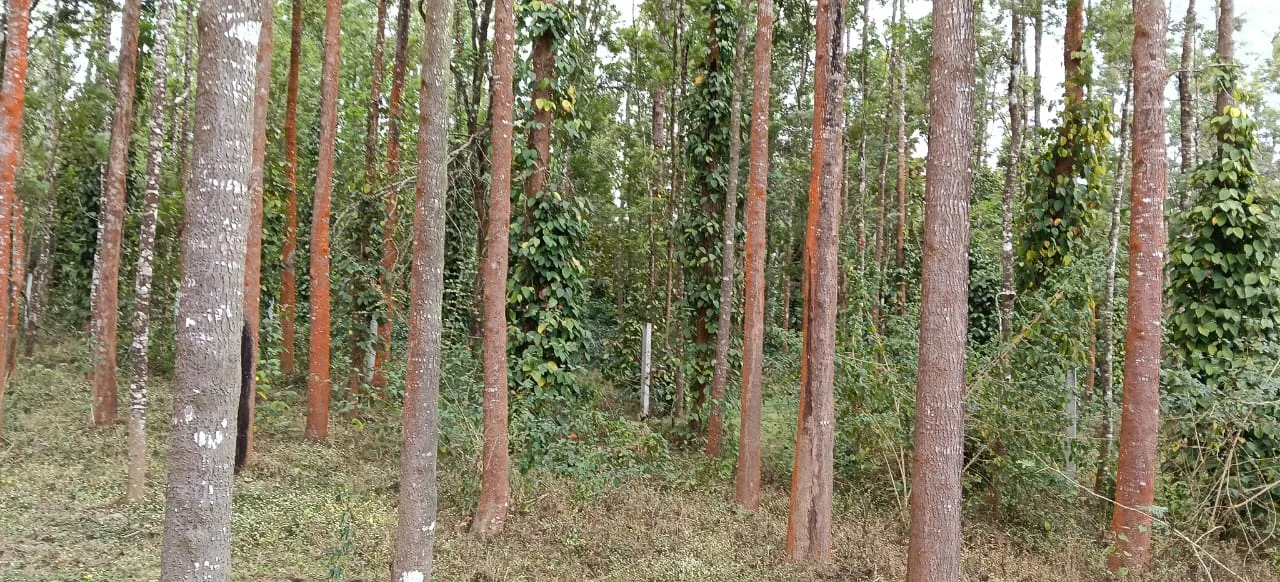 2 Acres Coffee Land For Sale In Alur, Hassan  Tar Road Access  Lake View  Fully Fenced