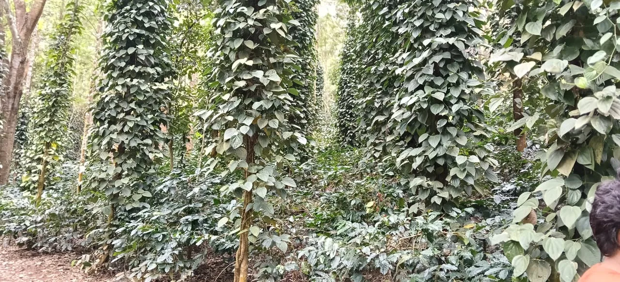 4 Acres Well-Maintained Coffee Estate For Sale In Alur, Hassan  Near Magge  Arabica  Robusta  Pepper Vines