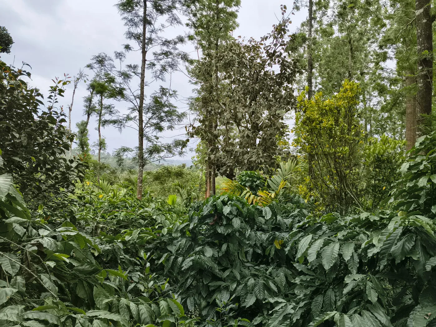 1 Acre Coffee Plantation For Sale In Sakleshpur  5 Km From Town  Near State Highway