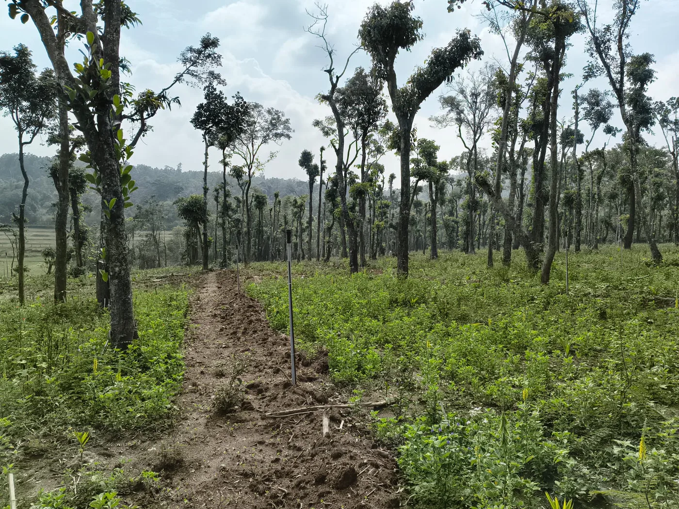 8 Acres Newly Planted Coffee & Areca Plantation For Sale In Sakleshpur  Borewell  Solar Irrigation  Near State Highway