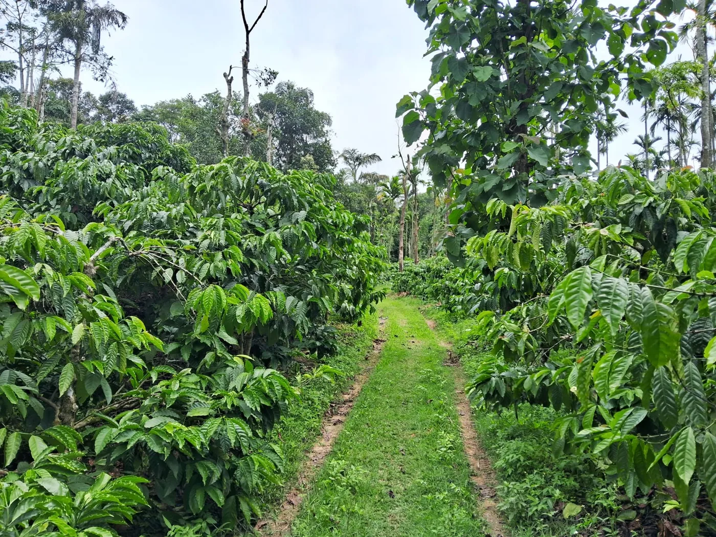 8.5 Acres Coffee And Arecanut Plantation For Sale In Sakleshpur