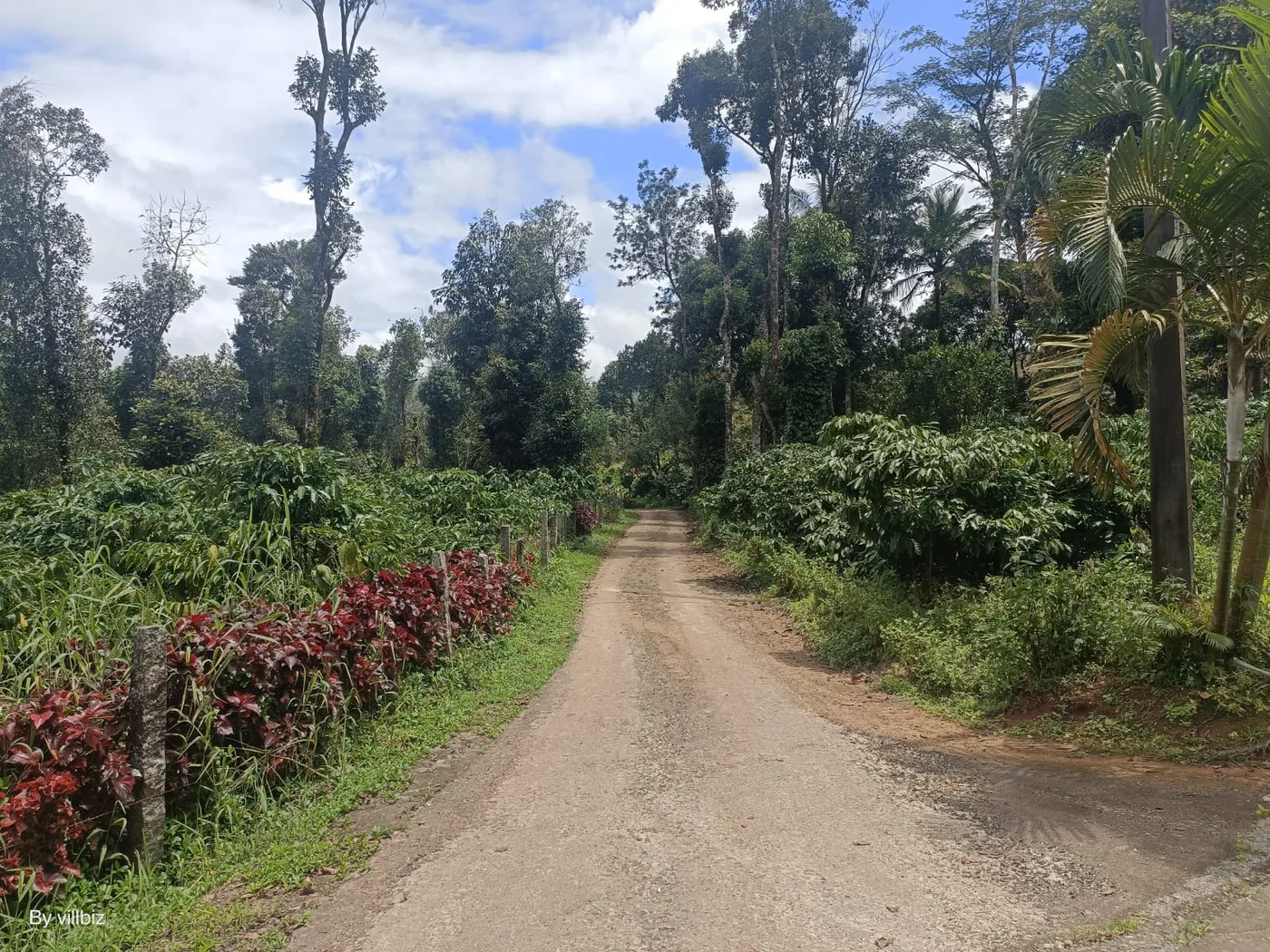3 Acres Converted Coffee Land For Sale In Sakleshpur (Resort Approved)  Near Hanbal / Hanbalu, Towards Mudigere