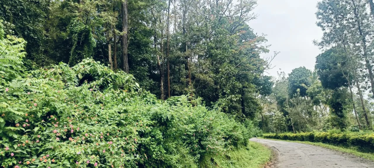 3.5 Acres Coffee Plantation For Sale In Sakleshpur  Near Town (1 Km Municipal Limit)  Tar Road Frontage  Coffee  Pepper  Fenced & Gated