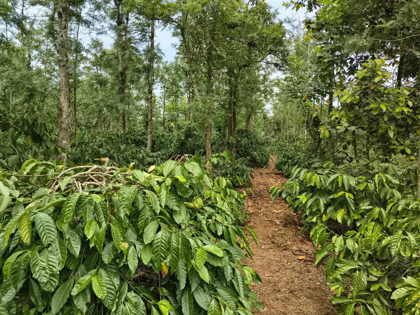 22 Acres Scenic Coffee Estate for Sale in Sakleshpur Near State Highway Stream 2 Ponds Irrigation Pipeline