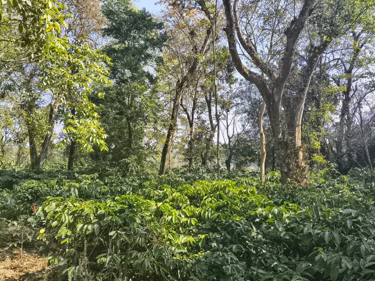 2 Acres Robusta Coffee Plantation for Sale Between Sakleshpur & Belur (Near State Highway)