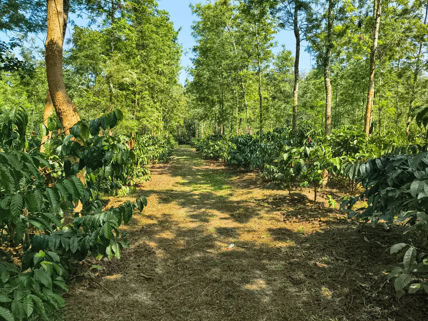 4 Acres Robusta Coffee Plantation for Sale in Belur (13 Km Towards Sakleshpur)