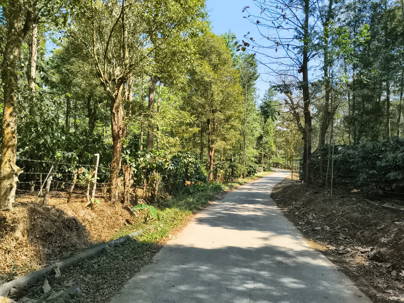 20 Acres Premium Robusta Coffee Estate for Sale Between Sakleshpur & Belur | Flat Land + Ponds + Irrigation Pipeline