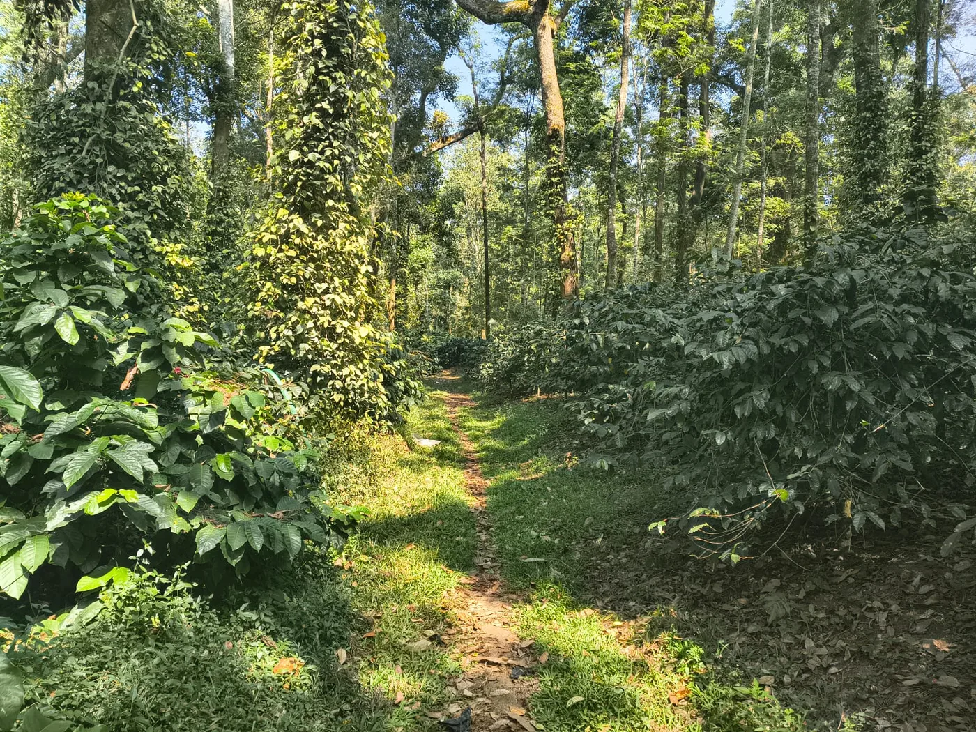 2 Acres Well-Maintained Arabica Coffee Plantation For Sale Between Belur & Sakleshpur