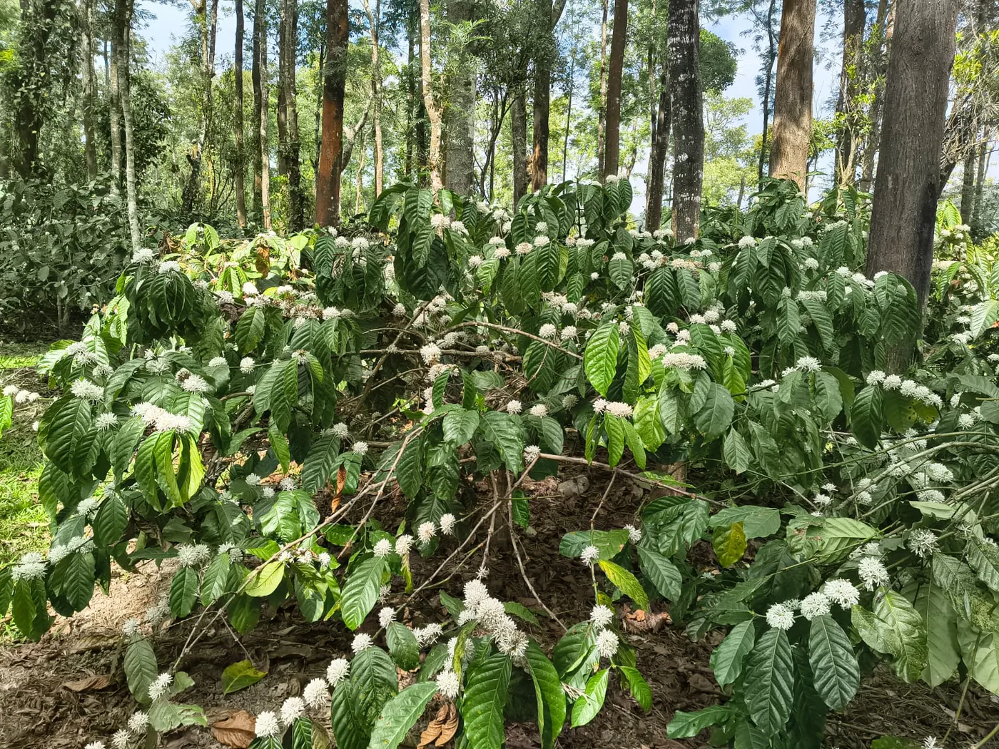 20 Acres Scenic View Coffee Estate For Sale In Sakleshpur  Coffee, Arecanut & Pepper  3 Km From State Highway