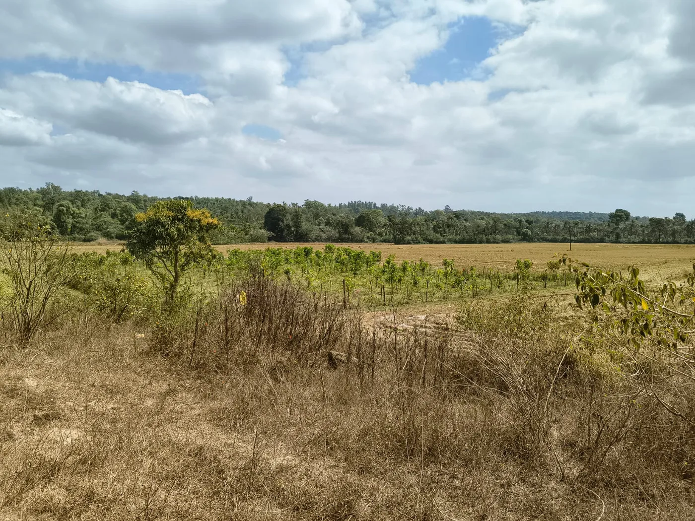 5 Acres Agricultural Land For Sale In Sakleshpur  Near Town  Prime Investment Opportunity