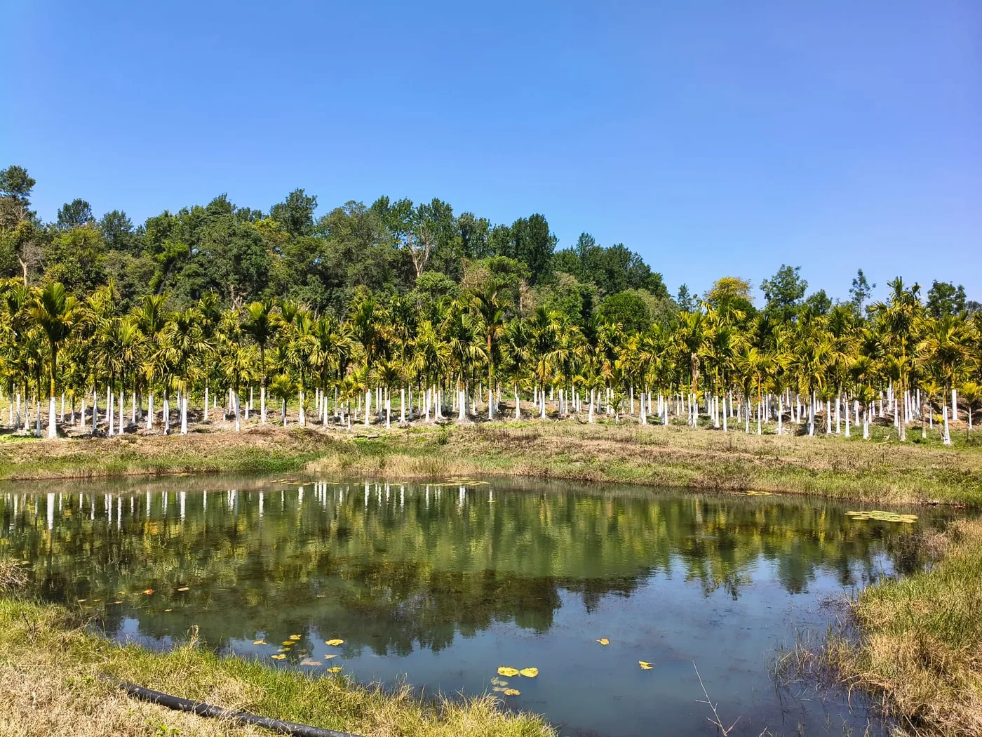 5 Acres Arecanut Farm For Sale Near Sakleshpur With Pond And Highway Access