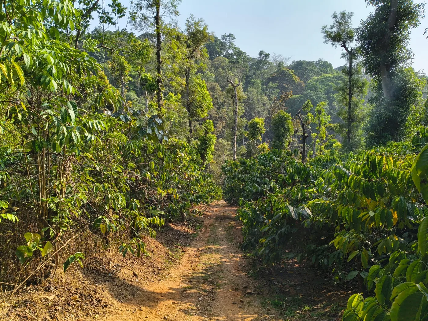 1 Acre Coffee Plantation For Sale In Sakleshpur  Near Express Highway