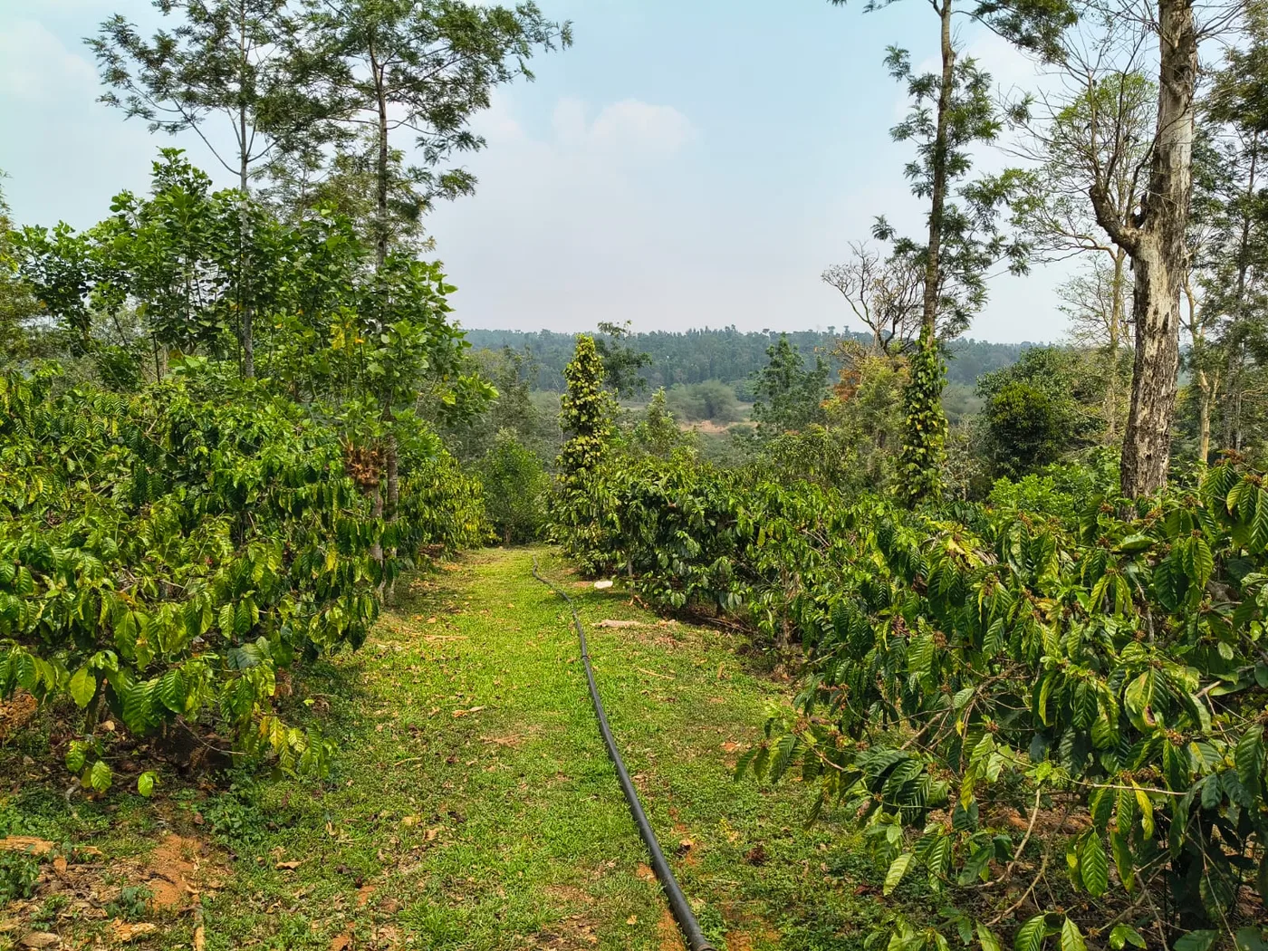 4 Acres Coffee Plantation for Sale in Sakleshpur with Backwater View