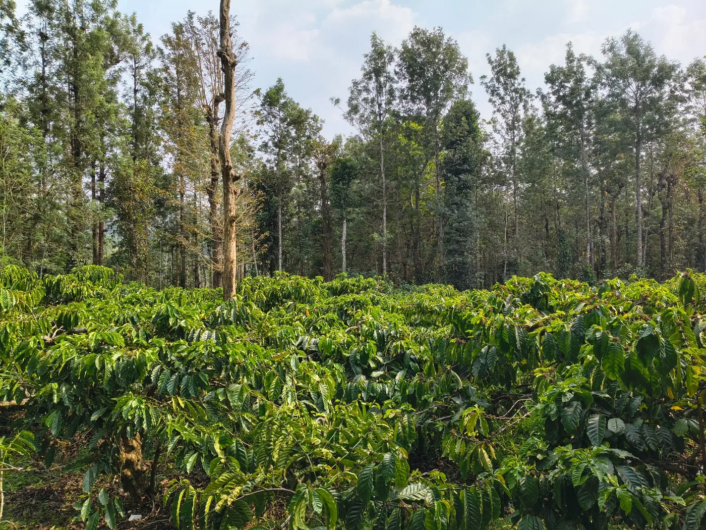 1 Acre Income Generating Coffee Plantation for Sale in Alur Hassan Near Magge