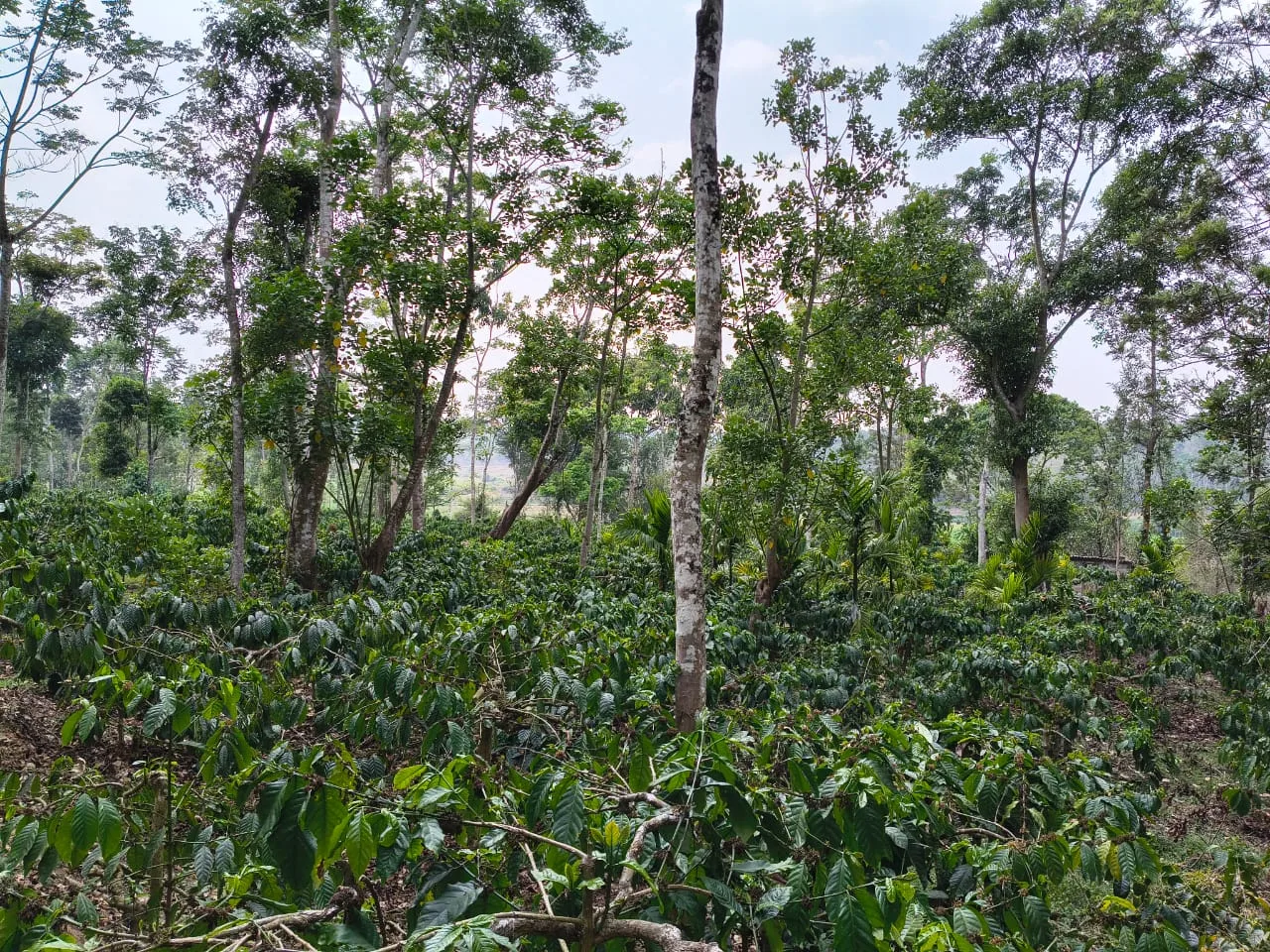 5 Acres Coffee Estate for Sale in Sakleshpur with Backwater View – Ideal for Farmhouse & Homestay