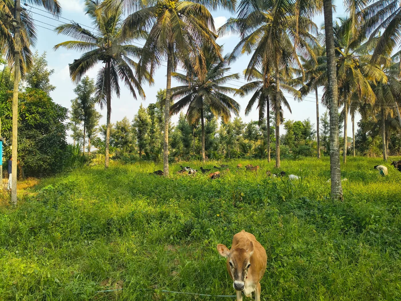 3 Acres Backwaters Attached Farm Land for Sale with Plantation, Labour Quarters and Borewells