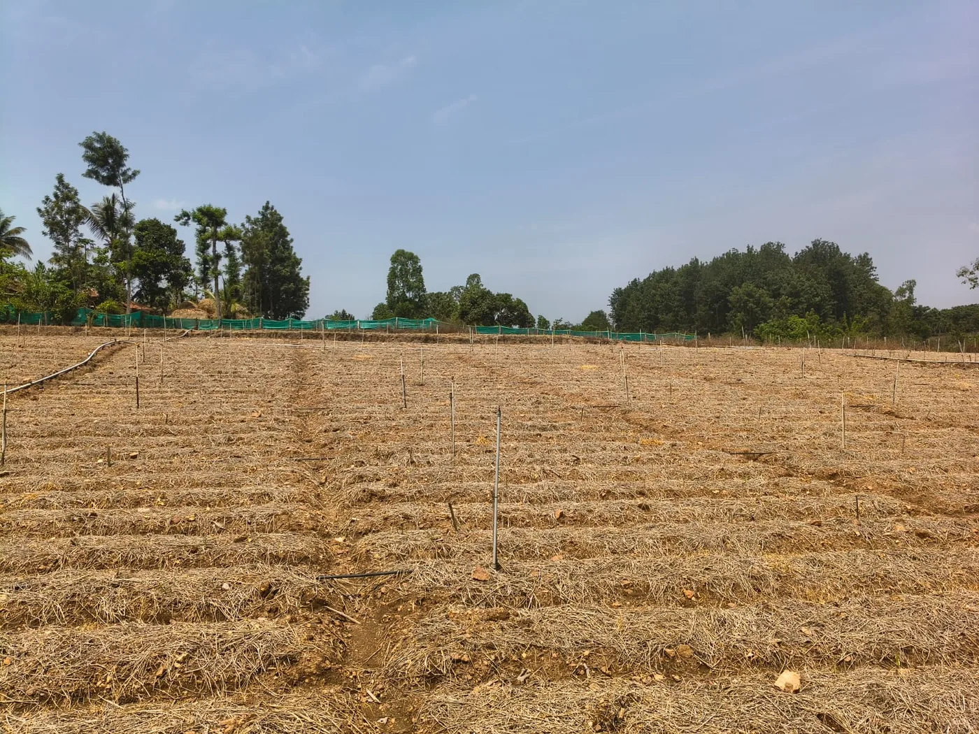 2 Acres Flat Agricultural Farm Land for Sale in Belur, Hassan Near State Highway