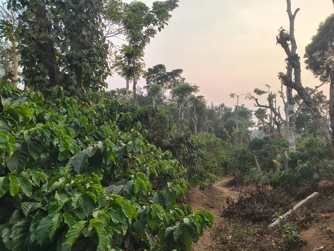 2.25 Acres Coffee Plantation for Sale in Sakleshpur Near Town with Tar Road Access