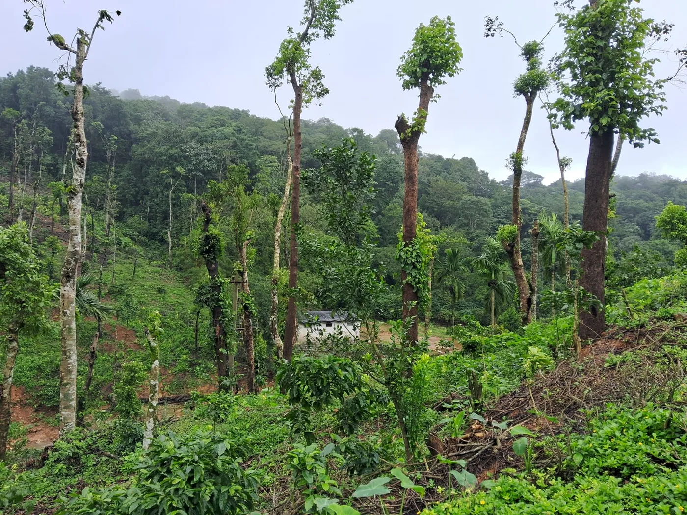 100 Acres Scenic Coffee Estate for Sale in Sakleshpur with Stream, Highway Access and Resort Potential