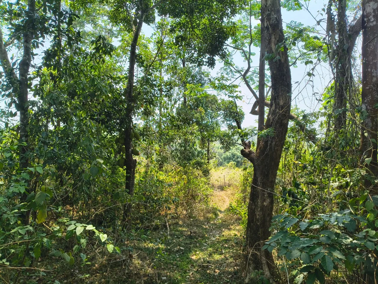 3 Acres Chemical-Free Coffee Land for Sale in Sakleshpur Near Coorg Border