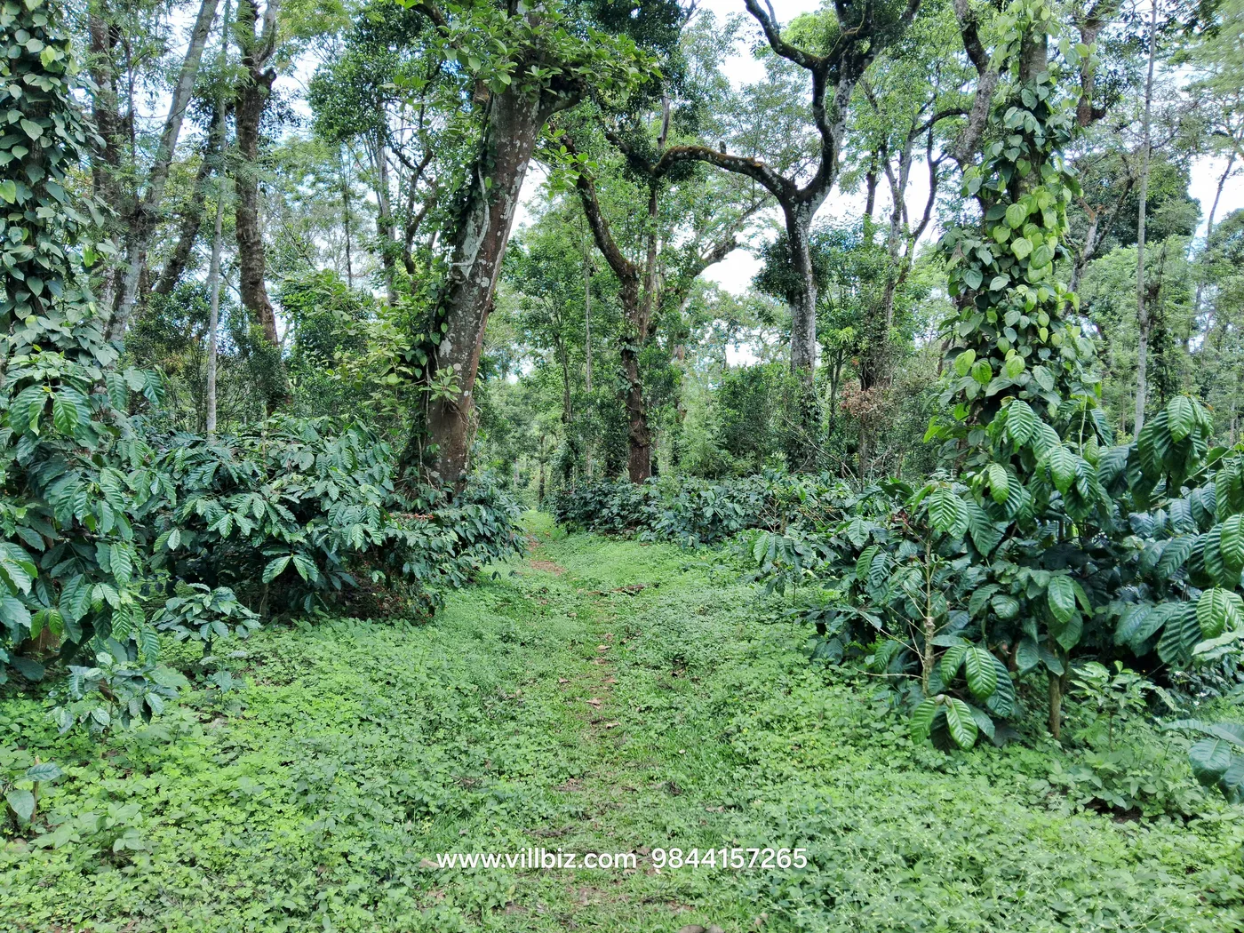9 Acres Well Maintained Coffee Estate for Sale Between Sakleshpur and Belur
