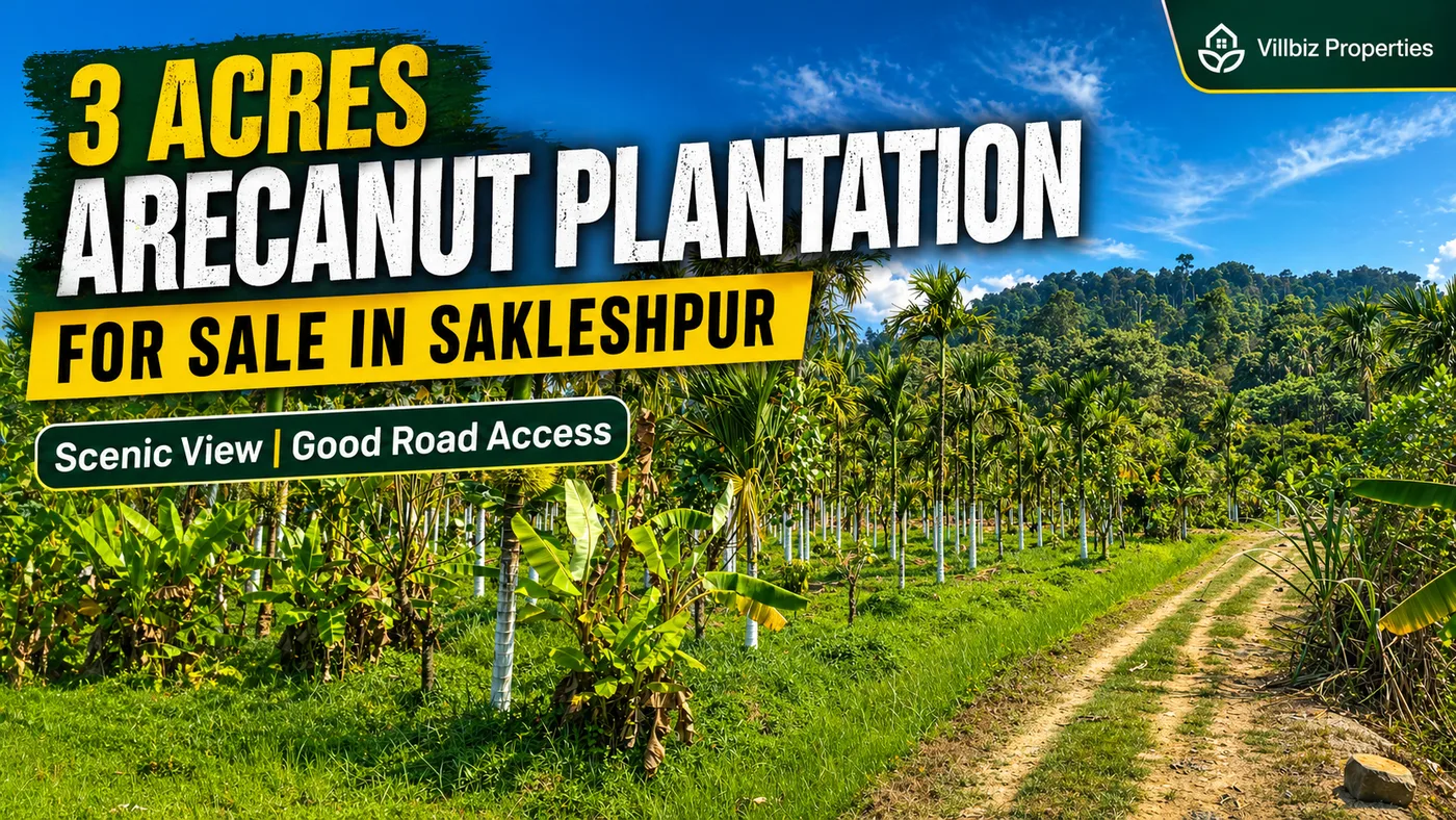 3 Acres Arecanut Plantation for Sale in Sakleshpur with Pond, Scenic View and Good Road Access
