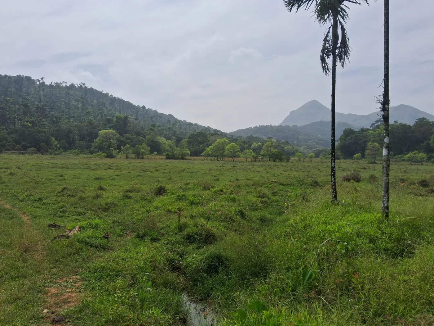 50 Acres Payable Scenic Coffee Estate for Sale in Sakleshpur–Mudigere Border with Stream, Ponds & Jenkallu Peak View