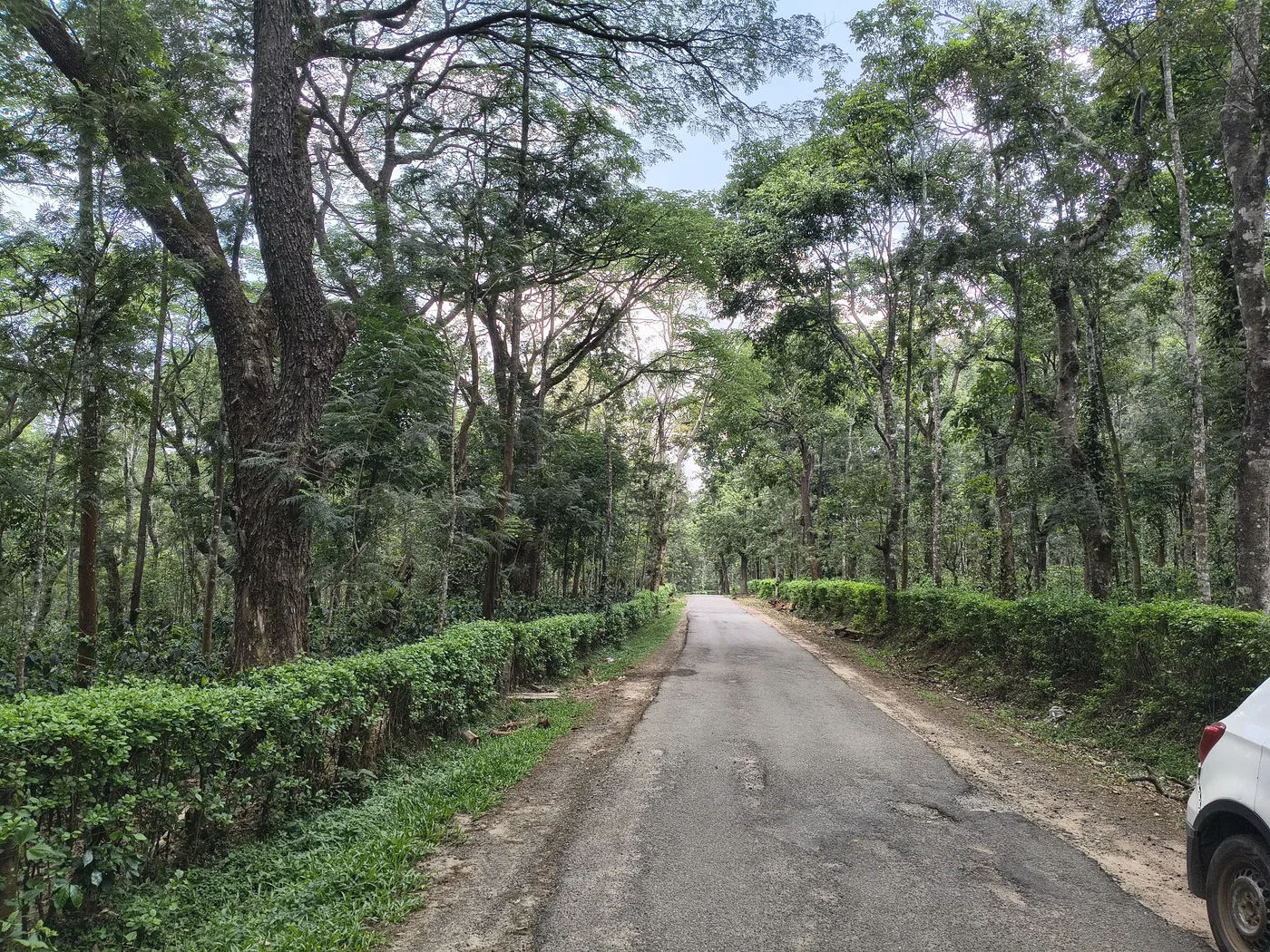 10 Acres Prime Coffee Plantation for Sale in Sakleshpur with Tar Road Access