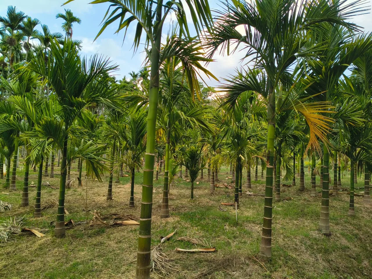 6 Acres Lakefront Arecanut Plantation for Sale Near Alur, Hassan | Fertile Agriculture Farm Land with Borewell & Irrigation System