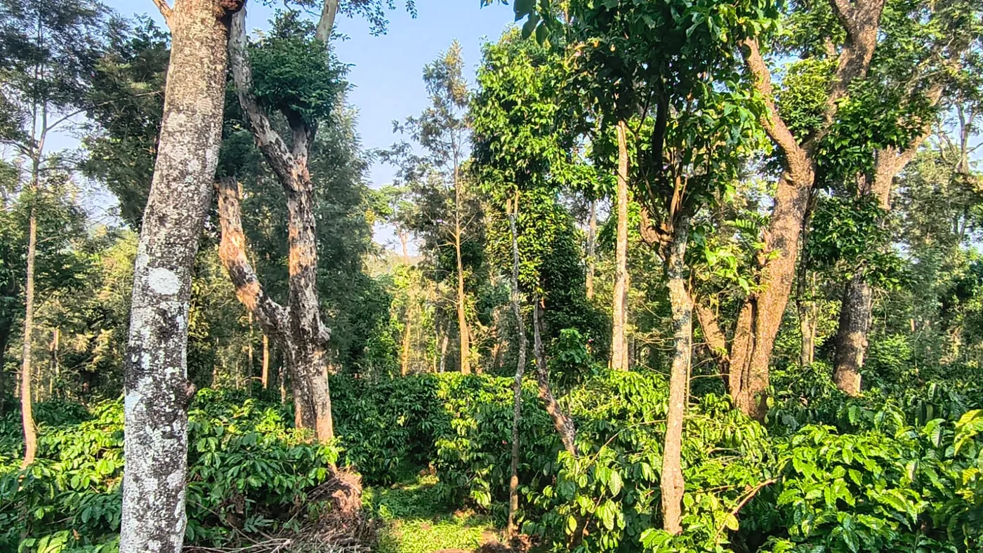 10 Acres Scenic Hilltop Coffee Estate for Sale in Alur – Sakleshpur & Coorg Border | Backwaters View Property Near Kodlipet