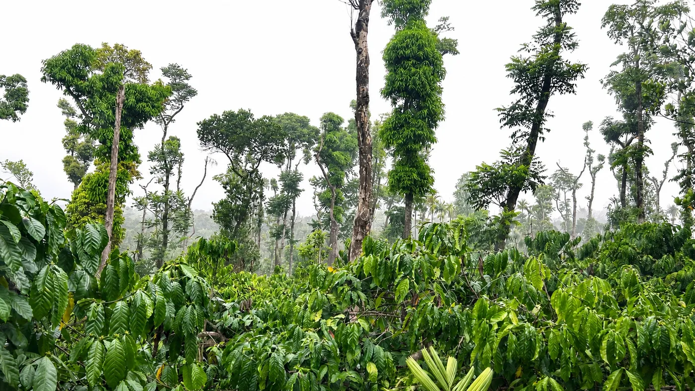 100 Acres Boundary Coffee Estate for Sale in Mudigere, Chikmagalur – Luxury Bungalow, Stream Touch & Scenic Plantation