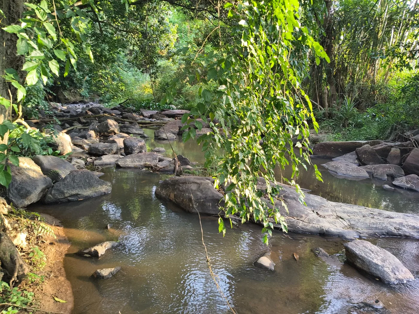 2 Acres Stream Touch Land for Sale Near Sakleshpur & Belur | Agriculture Land with Water Source