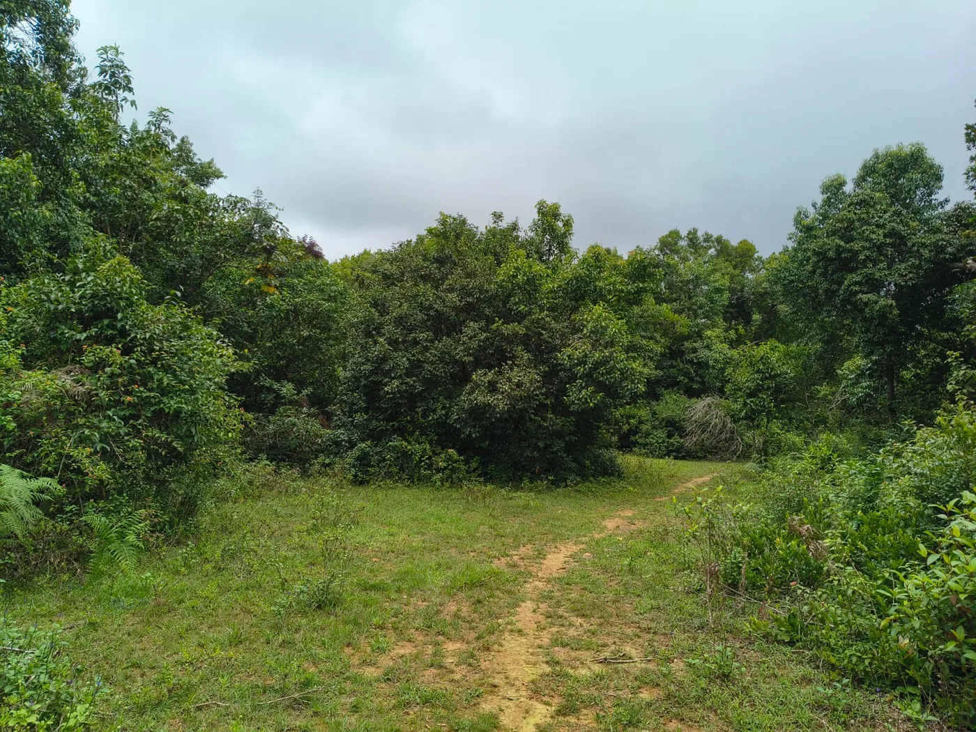 3 Acres Agriculture Land for Sale in Mudigere Border – Stream Boundary, Tar Road Access & Fertile Soil