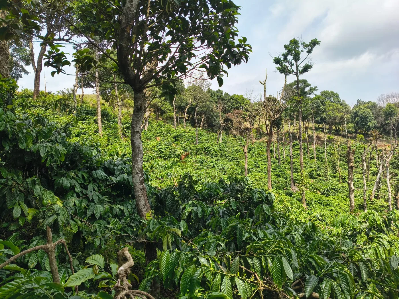 2 Acres 11 Guntas Scenic Coffee Plantation for Sale in Sakleshpur – Pond, Robusta Coffee & Homestay Potential