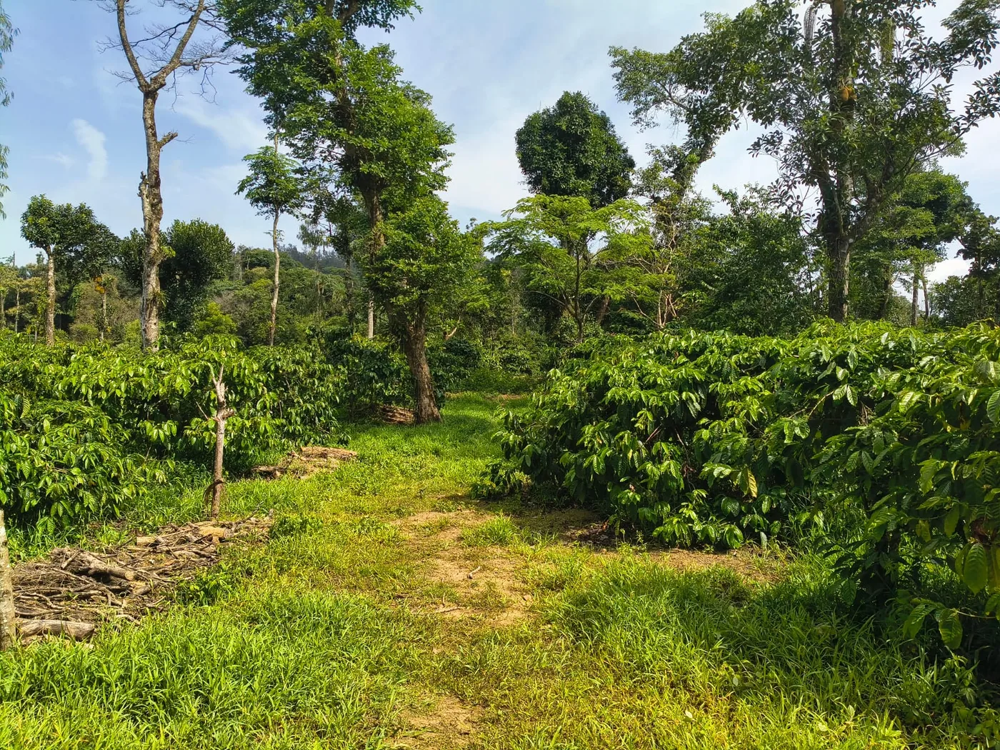 10 Acres Stream-Touch Multiple Crop Coffee Estate for Sale in Sakleshpur – Prime Scenic Property Near Hetthur