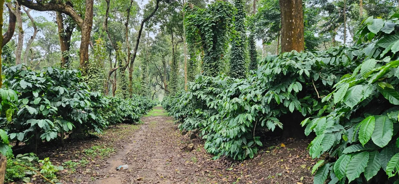 10 Acres Prime Development Land For Sale In Sakleshpur  Just 3 Km From Town & 300 Meters From Bangaloremangalore Express Highway