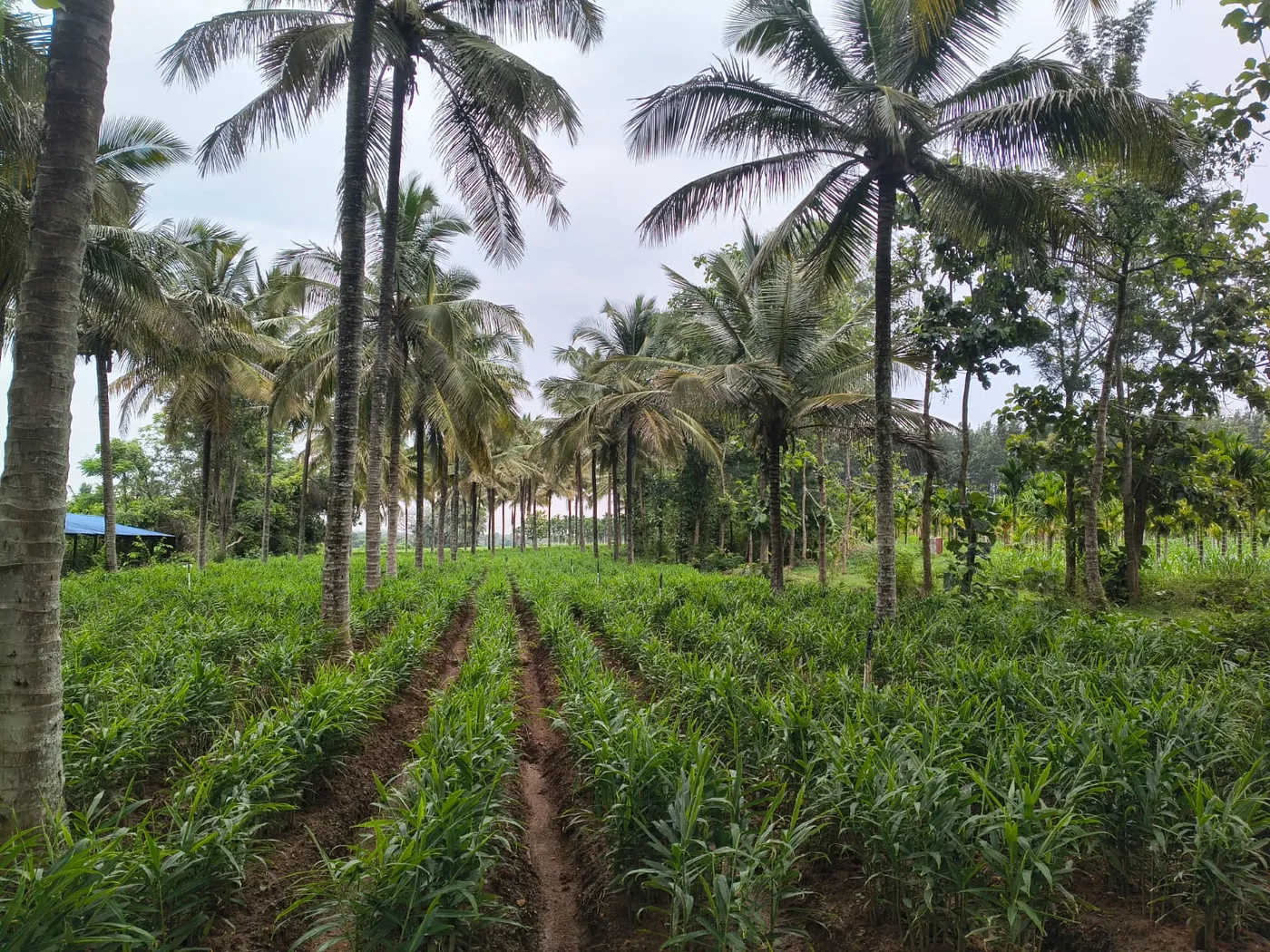 13 Acres Yagachi River Touch Fertile Farm Land For Sale Near Hassan & Alur
